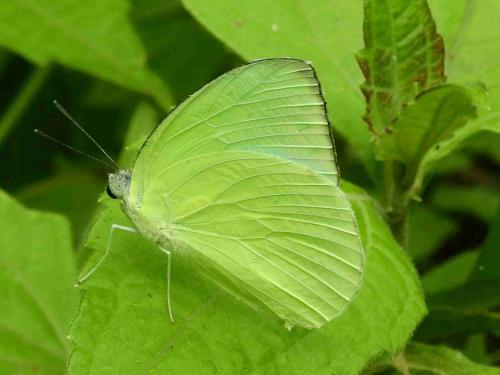 Réf. 209 119 : Catopsilia pomona